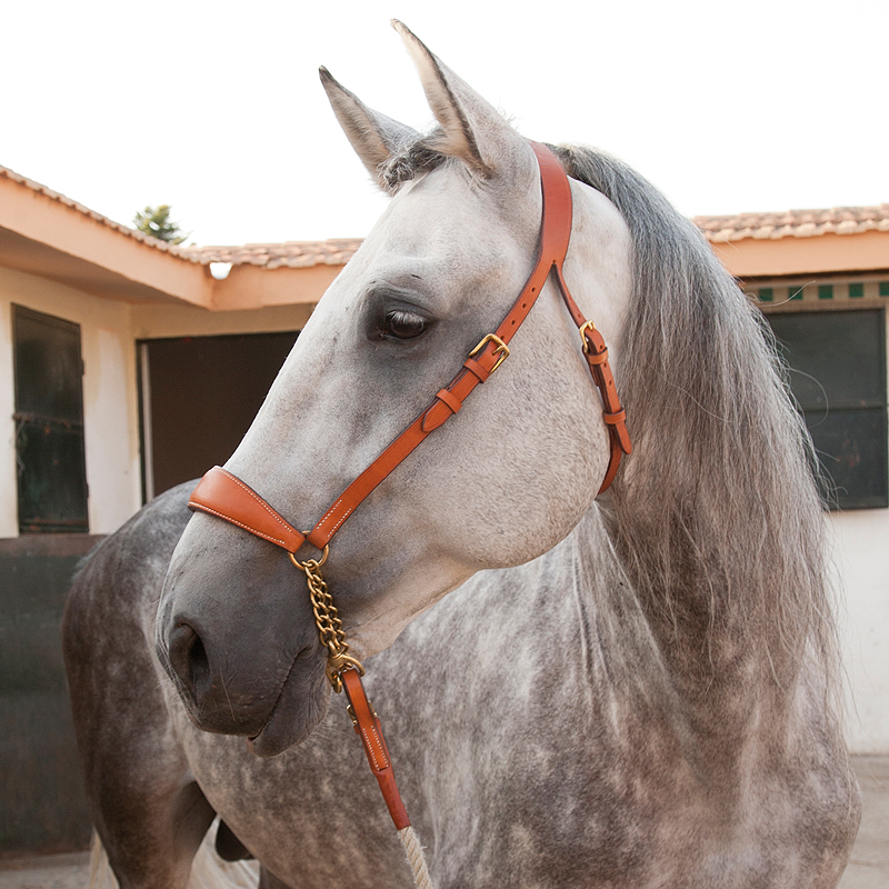 Deluxe Presentation Halter