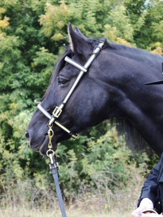 Galon Bridle