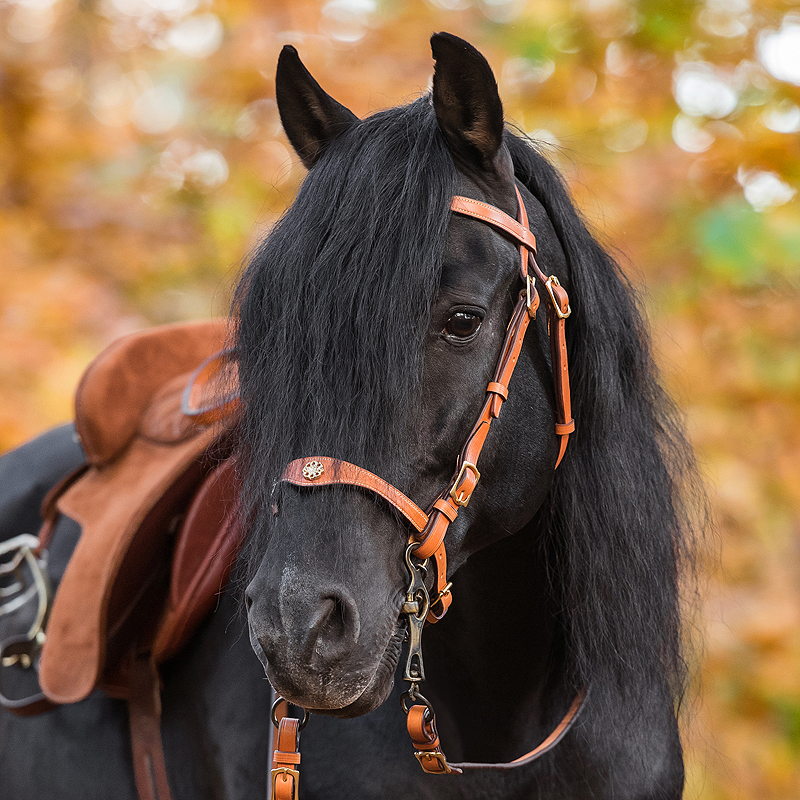 Lusitanius Portuguese Bridle