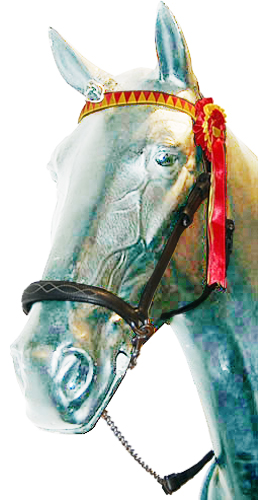 Presentation Halter with Show Browband