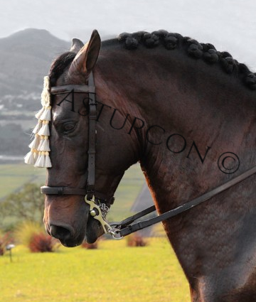 Vaquera Bridle Hair Mosquero